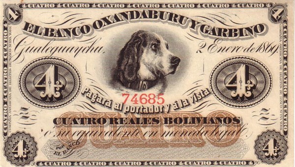  Dog