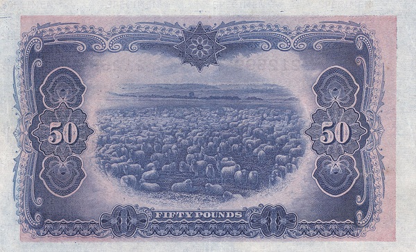 Merino sheep