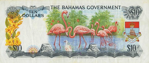  Flamingoes