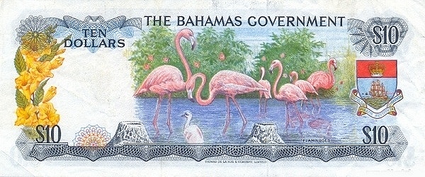  Flamingoes