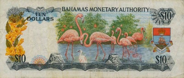  Flamingoes