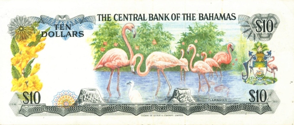  Flamingoes