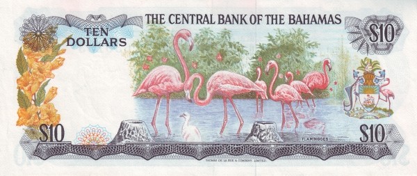  Flamingoes