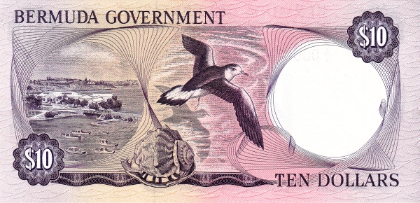  Bermuda petrel