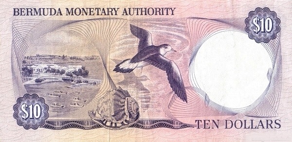  Bermuda petrel