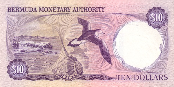  Bermuda petrel