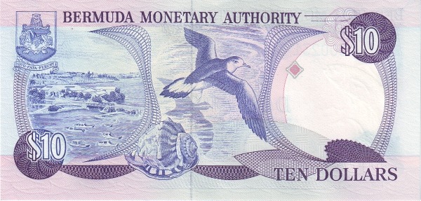  Bermuda petrel