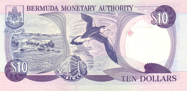  Bermuda petrel