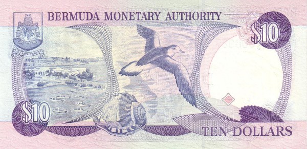  Bermuda petrel