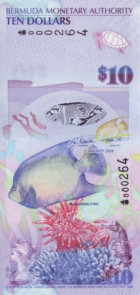  Blue Angel fish  (pomacanthidae)