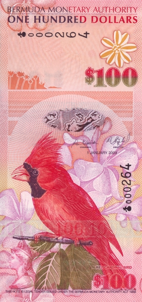  Red Cardinal  (cardinalis cardinalis)
