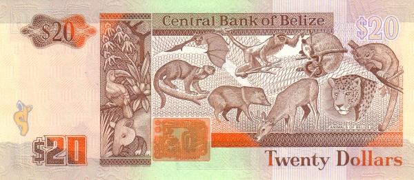  Animals of Belize (upper left    Dog-like Bat, lower left Kinkajou, upper center left Black    Howler Monkey, lower center left Collared Peccary, upper center    right Northern Tamandua, lower center right Red Brocket, upper    right Ringtail, lower right Jaguar)