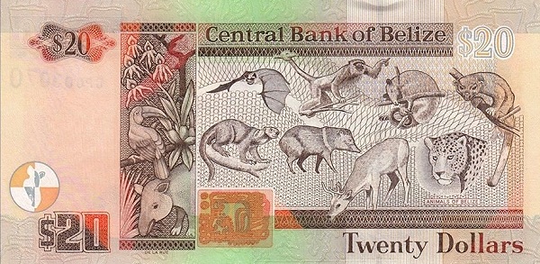  Animals of Belize (upper left    Dog-like Bat, lower left Kinkajou, upper center left Black    Howler Monkey, lower center left Collared Peccary, upper center    right Northern Tamandua, lower center right Red Brocket, upper    right Ringtail, lower right Jaguar)