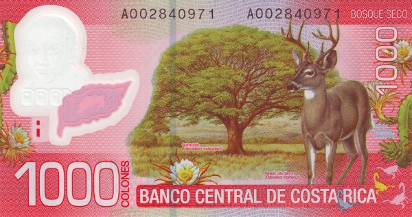 Guanacaste tree  (enterolobium cyclocarpum), white tailed deer (