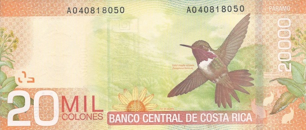 Chispita hummingbird,  mountainous landscape, sunflower, coffee plants