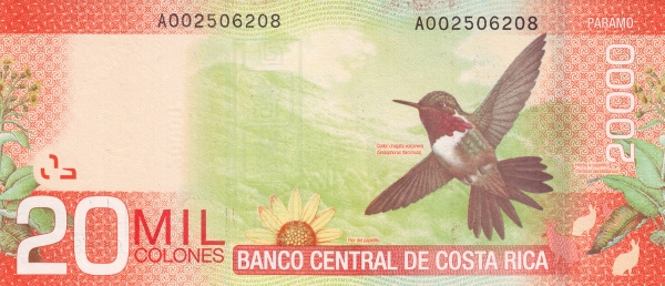 Chispita hummingbird,  mountainous landscape, sunflower, coffee plants