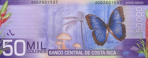  Fog forest  ("Bosque Nuboso"), parasol  mushroom, Bromelia flower, Morpho butterfly