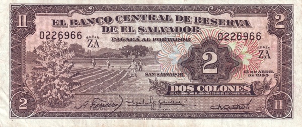  Coffee bush, field workers