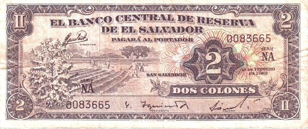  Coffee bush, field workers