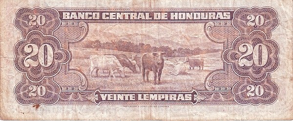  Cattle