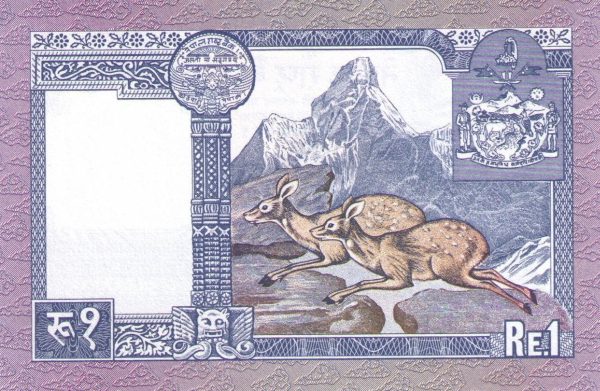  Musk deers, Ama  Dablam mountain (Khumbu Region, Himalaya)