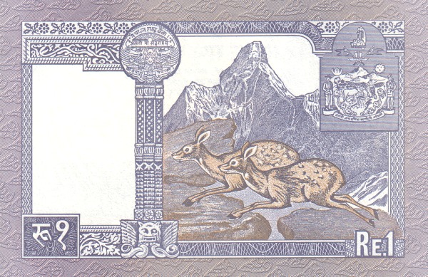  Musk deers, Ama  Dablam mountain (Khumbu Region, Himalaya)
