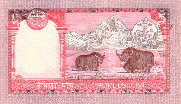  Yaks, Mt.  Everest