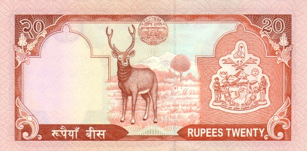  Sambar deer