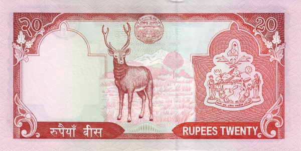  Sambar deer