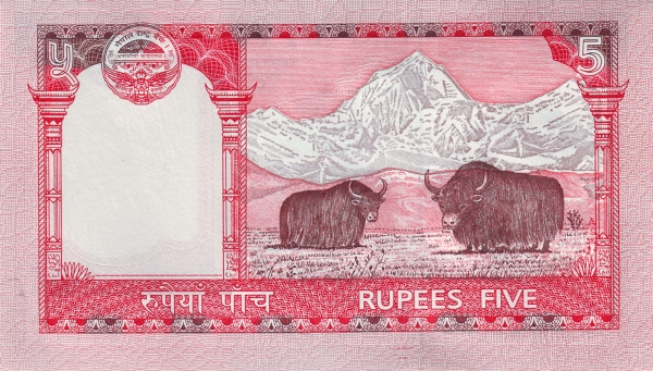  Yaks, Mt.  Everest
