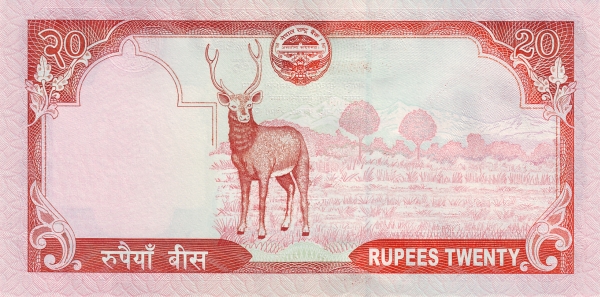  Sambar deer