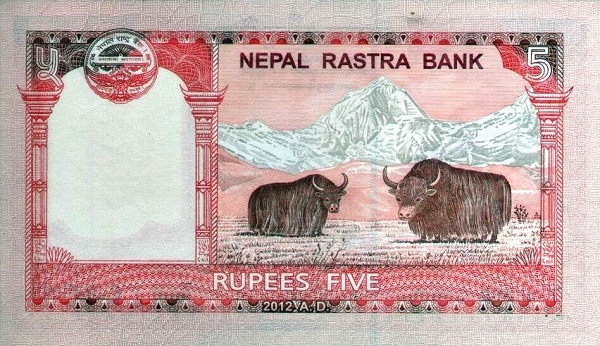 Yaks, Mt.  Everest