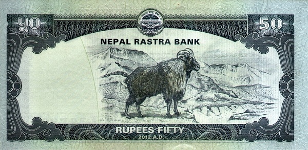 Himalayan Tahr