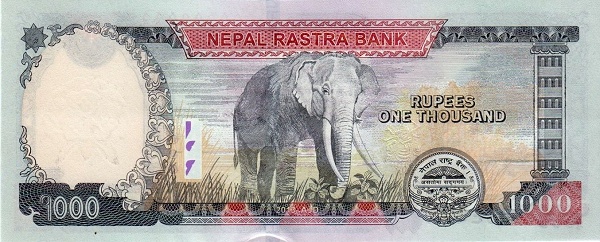   Elephant