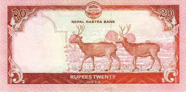 Sambar deers