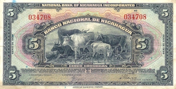   Cattle