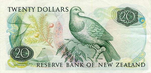  Pigeon