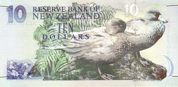  Whio (blue  ducks)