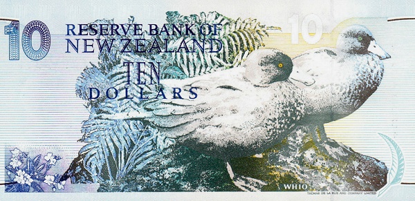  Whio (blue  ducks)