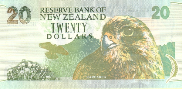  Karearea (New Zealand  falcon)