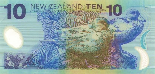  Whio (blue  ducks)