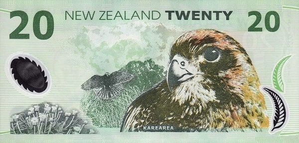  Karearea (New  Zealand falcon)