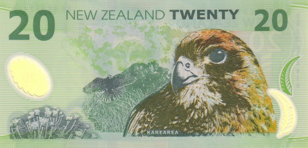  Karearea (New  Zealand falcon)