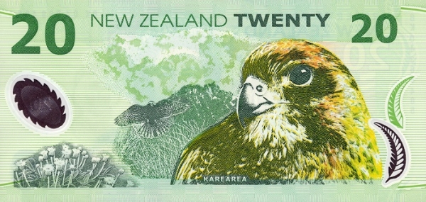  Karearea (New  Zealand falcon)
