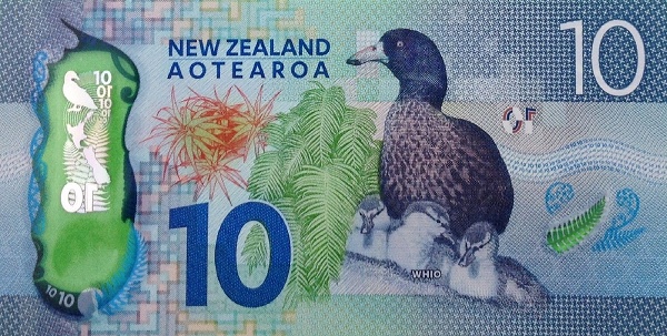  Whio (blue  ducks)
