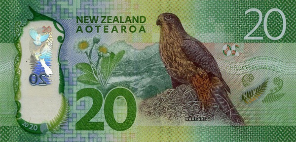   Karearea (New  Zealand falcon)