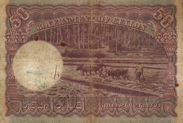 Plowing with water  buffalos