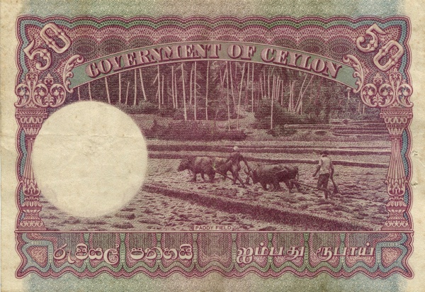 Plowing with water  buffalos