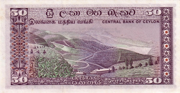  Tea plantation