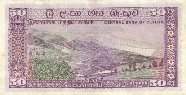  Tea plantation